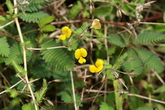 Smithia sensitiva